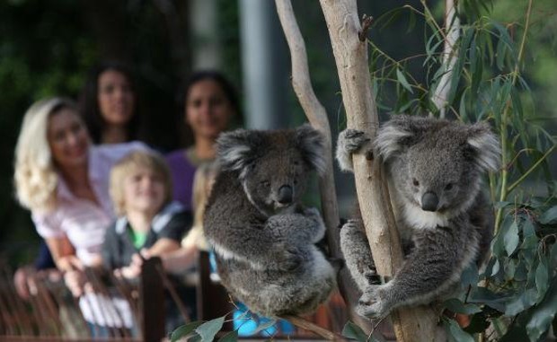 Conservation Workshop at Melbourne Zoo