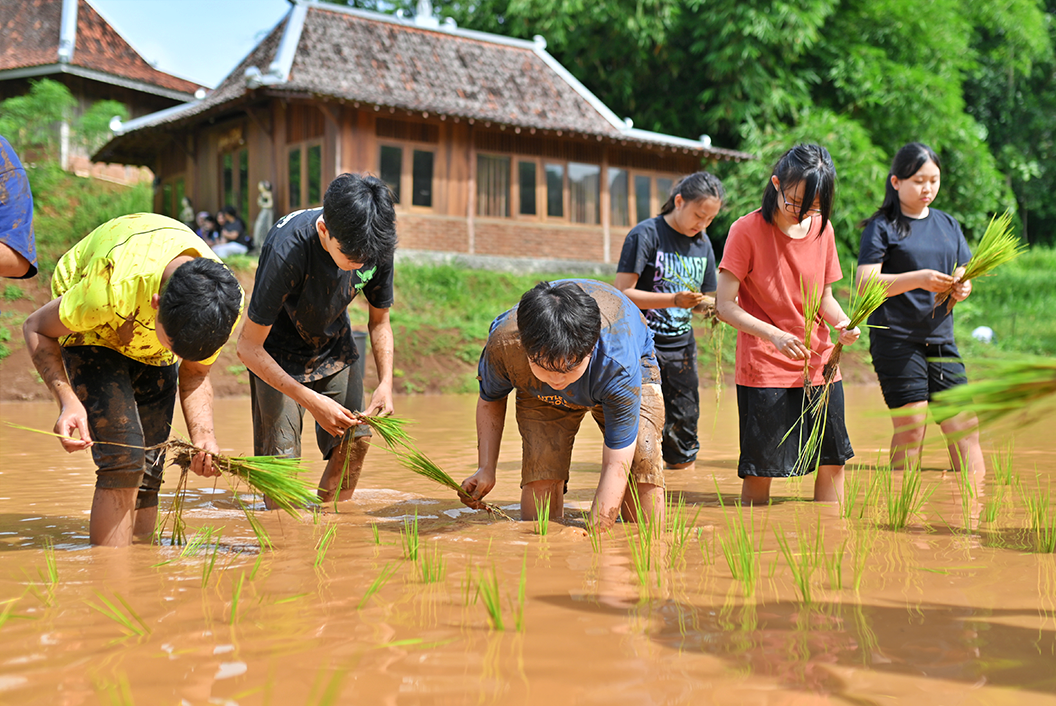 Agriculture of Planting Rice & Plowing Field